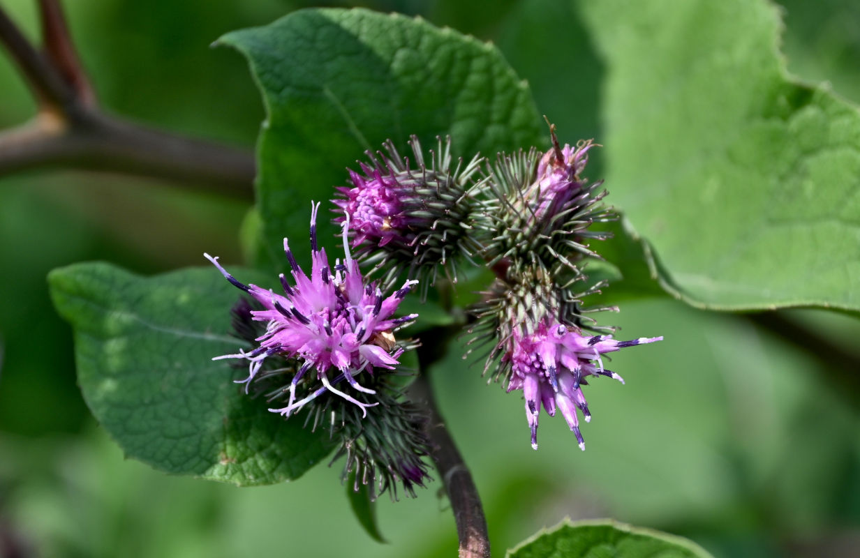 Изображение особи Arctium minus.