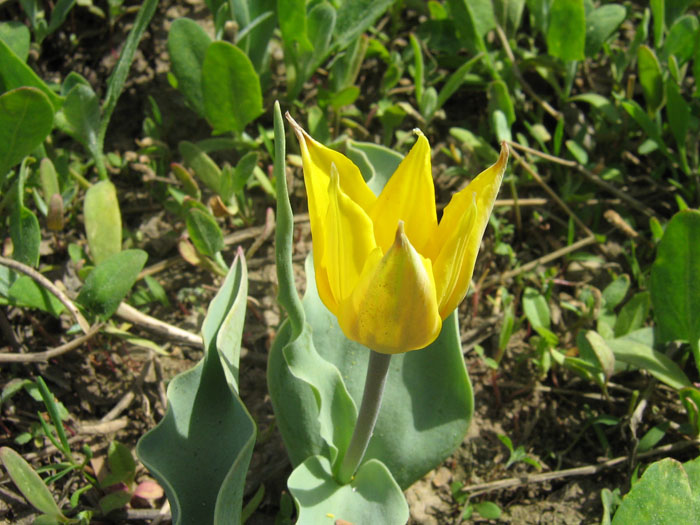 Image of Tulipa ferganica specimen.