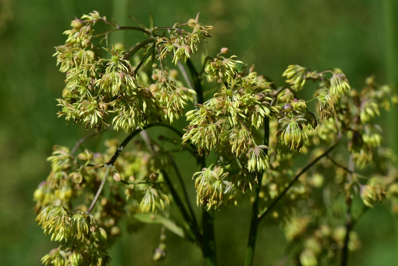 Image of Thalictrum simplex specimen.
