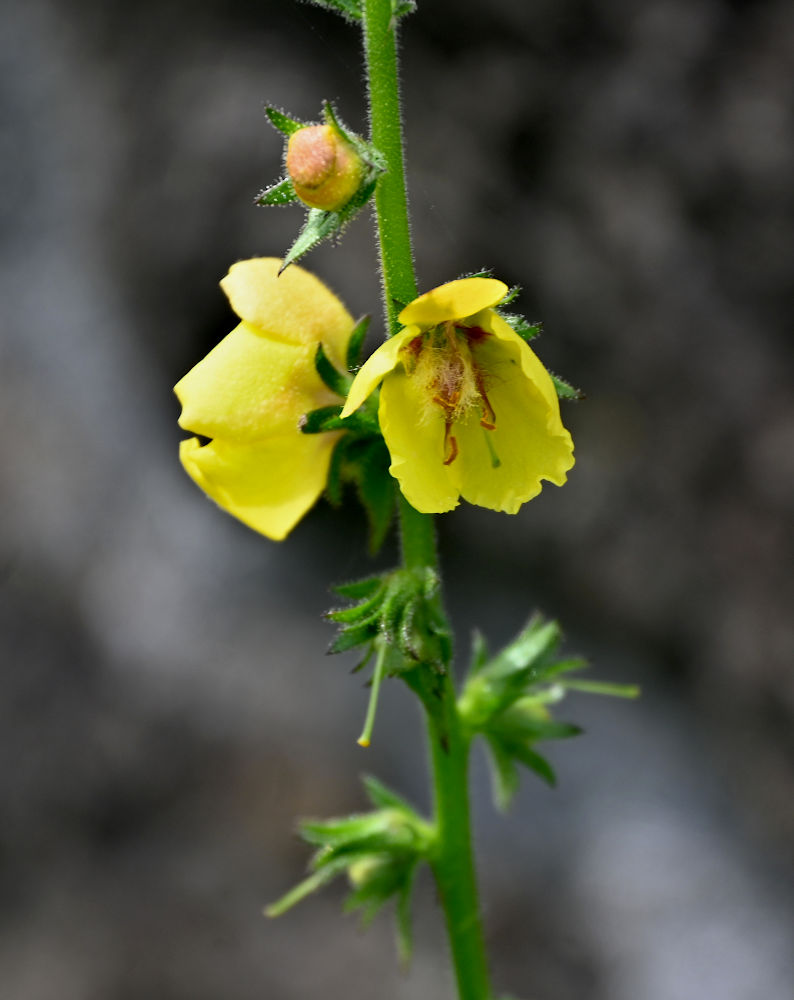 Изображение особи Verbascum virgatum.