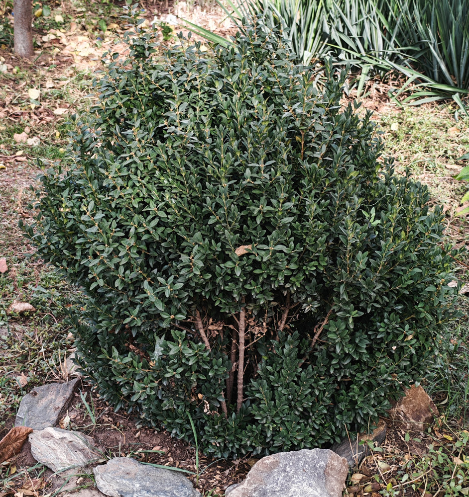 Image of Buxus sempervirens specimen.
