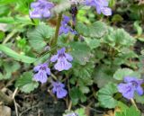 Glechoma hederacea