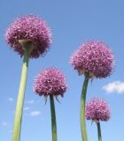 Allium aflatunense