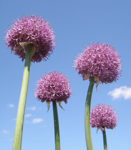 Image of Allium aflatunense specimen.
