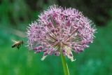 Allium stipitatum