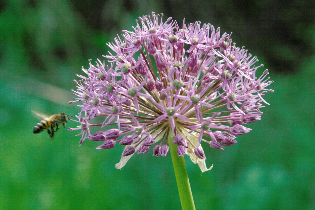 Image of Allium stipitatum specimen.