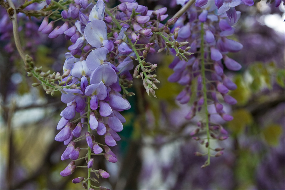 Изображение особи Wisteria sinensis.