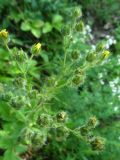 Potentilla подвид pilosa