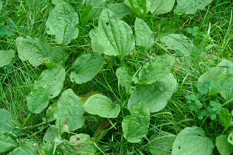 Изображение особи Plantago major.