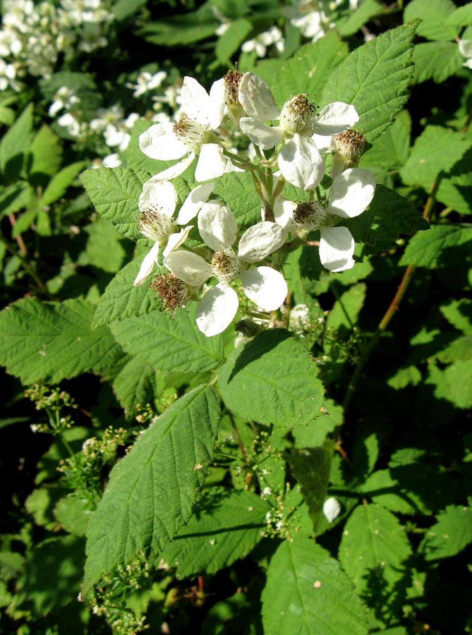 Изображение особи род Rubus.