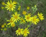 Senecio jacobaea