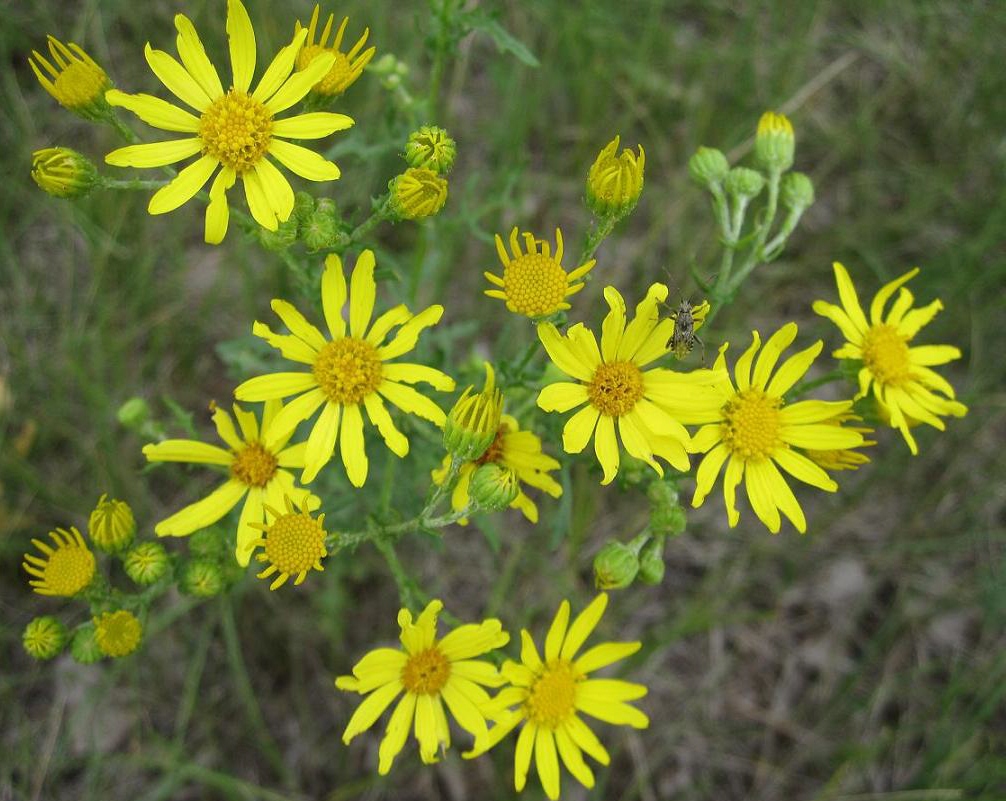 Image of Senecio jacobaea specimen.