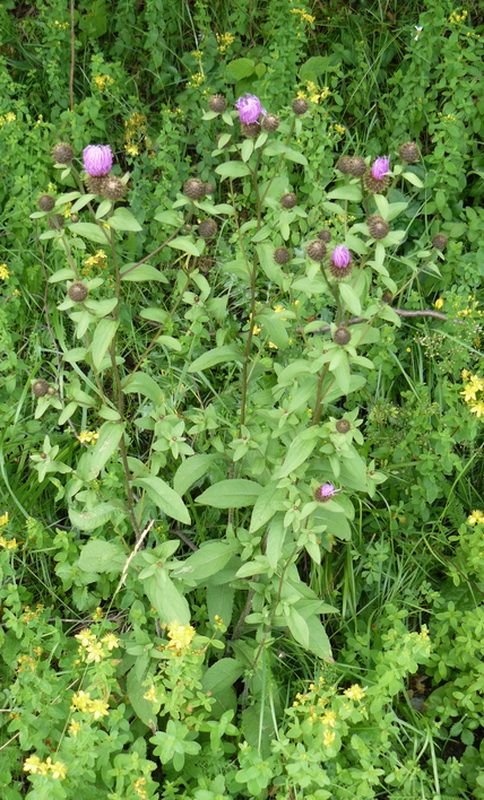 Image of Centaurea carpatica specimen.