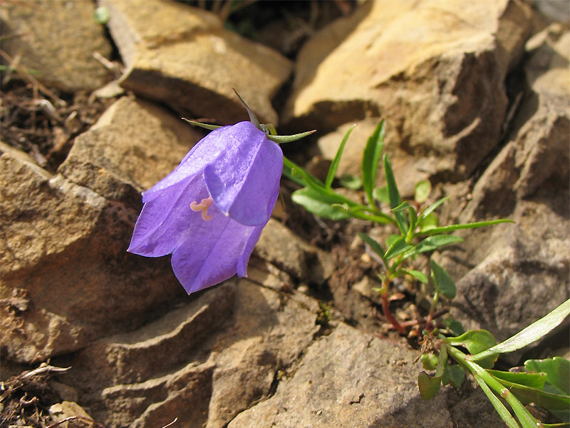 Изображение особи Campanula kladniana.