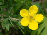 Dasiphora fruticosa. Верхушка побега с цветком. Иркутская обл., оз. Байкал, о-в Ольхон, падь Идибэ. 24.07.2011.