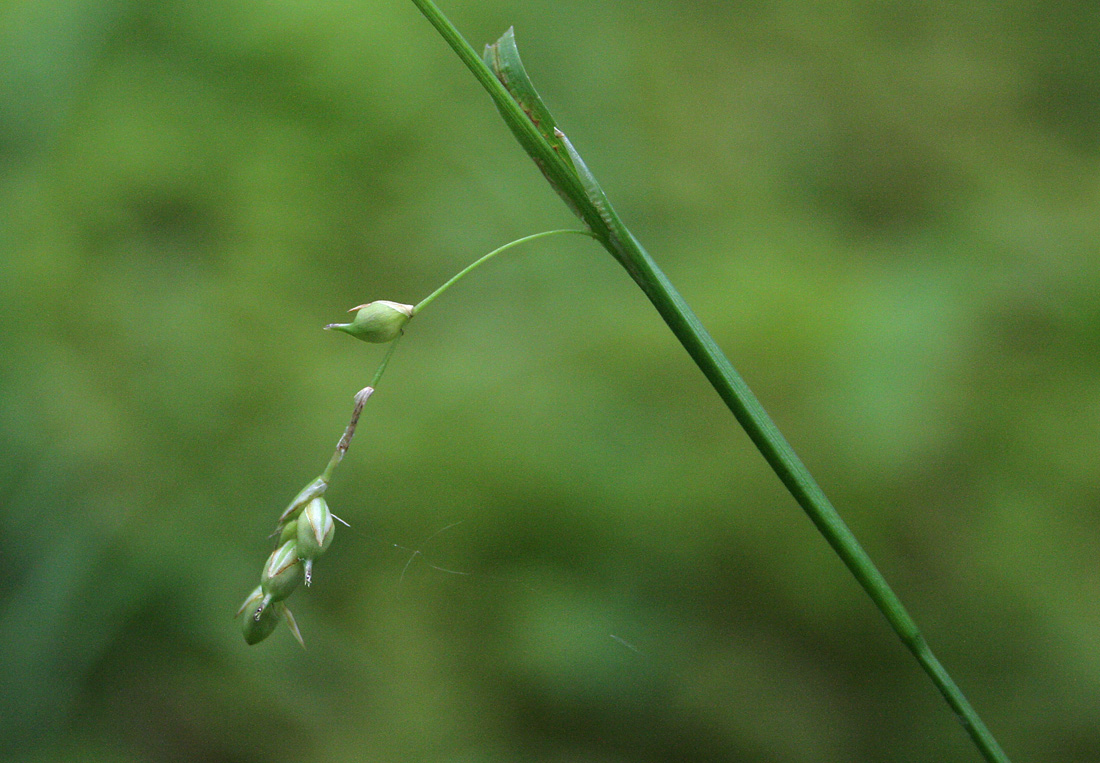Image of Carex falcata specimen.