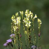 Linaria vulgaris. Верхушки растений с цветками и плодами. Московская обл., Раменский р-н, Хрипань, дачный участок. 28.07.2007.