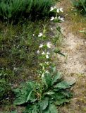 Phlomoides labiosa