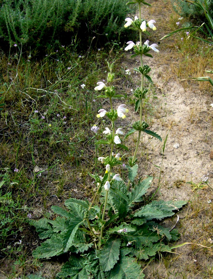 Изображение особи Phlomoides labiosa.