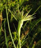 Tragopogon capitatus. Соцветие. Казахстан, Алматинская обл., Куртинское водохранилище. 13.05.2011.