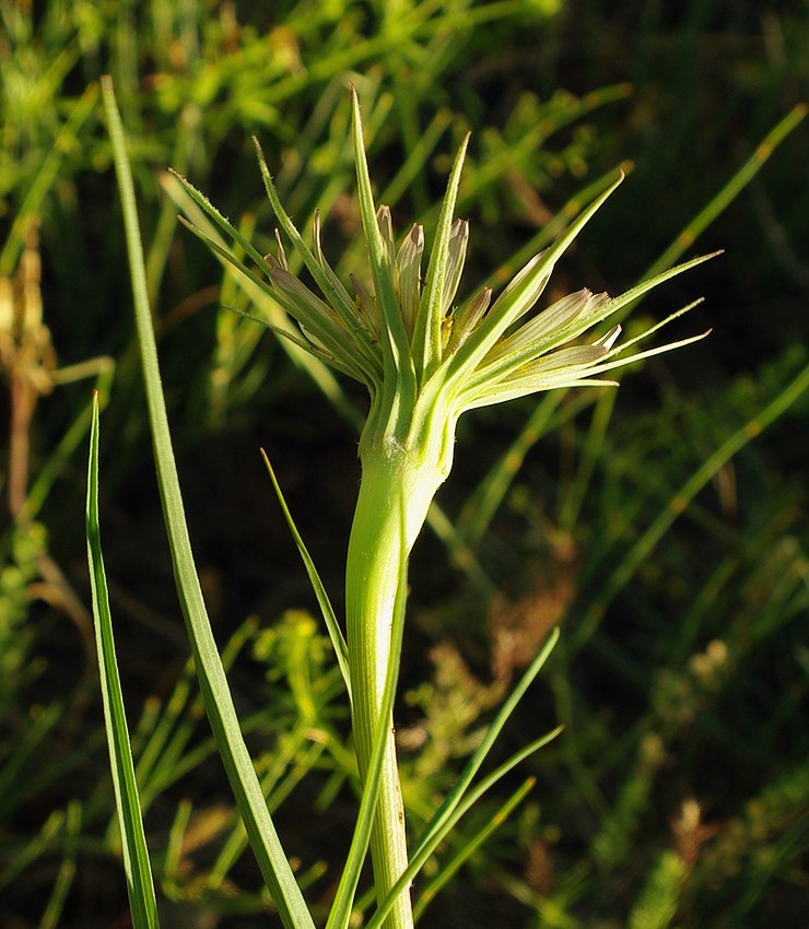 Изображение особи Tragopogon capitatus.