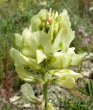 Hedysarum grandiflorum