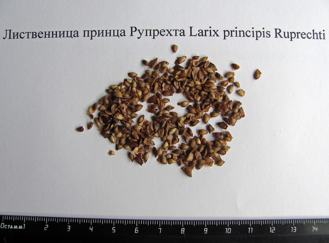 Изображение особи Larix principis-rupprechtii.