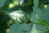 Rosa kalmiussica. Бутон. Ростовская обл., хутор Гусарева Балка, в культуре. 06.06.2011.