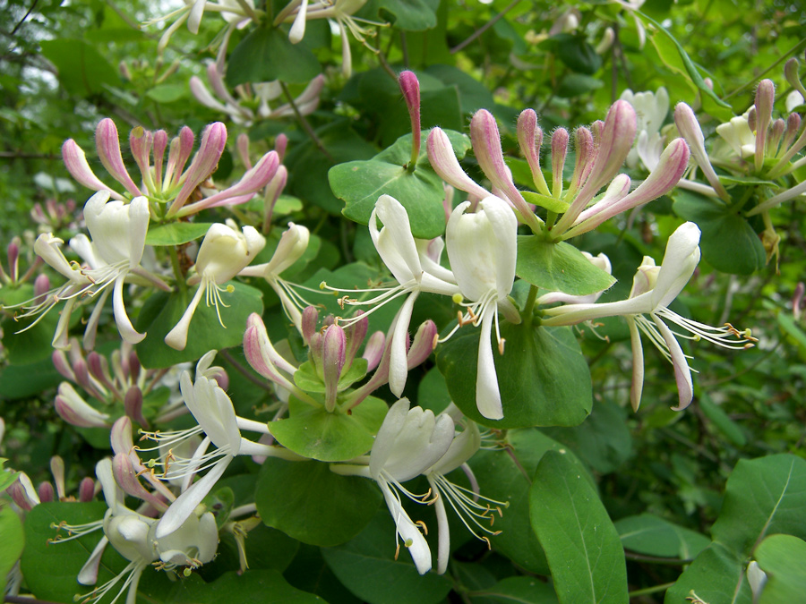 Image of Lonicera caprifolium specimen.