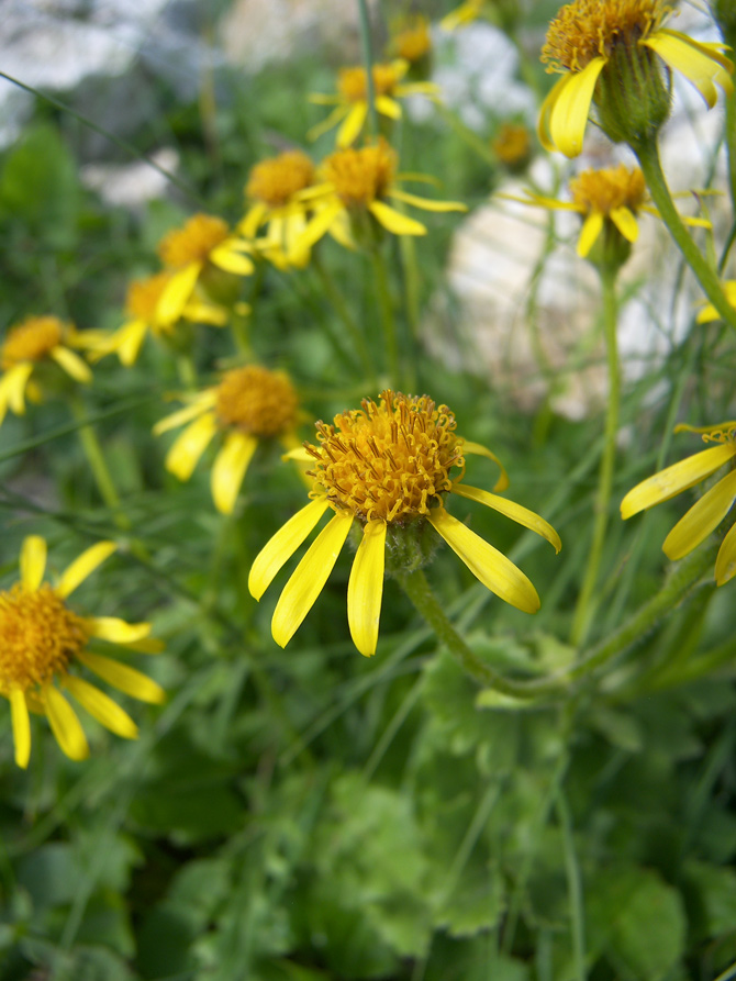 Изображение особи Senecio taraxacifolius.