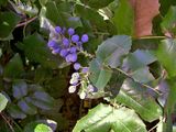 Mahonia aquifolium