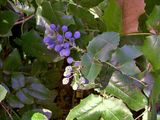 Mahonia aquifolium. Ветвь со зрелыми плодами. Крым, пос. Гурзуф. 22 августа 2007 г.
