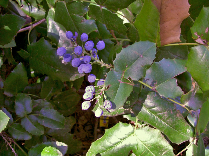 Image of Mahonia aquifolium specimen.