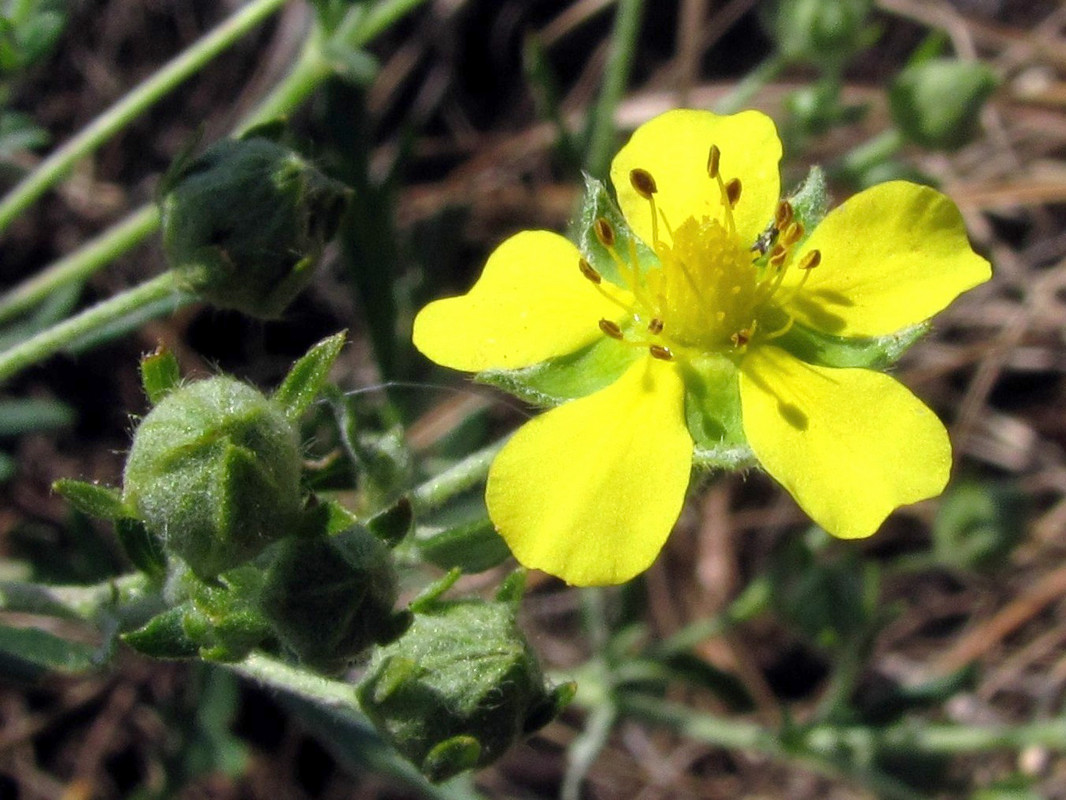 Изображение особи Potentilla canescens.