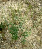 Diarthron vesiculosum. Растение на берегу горной речки. Копетдаг, Чули. Май 2011 г.
