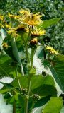 Inula helenium