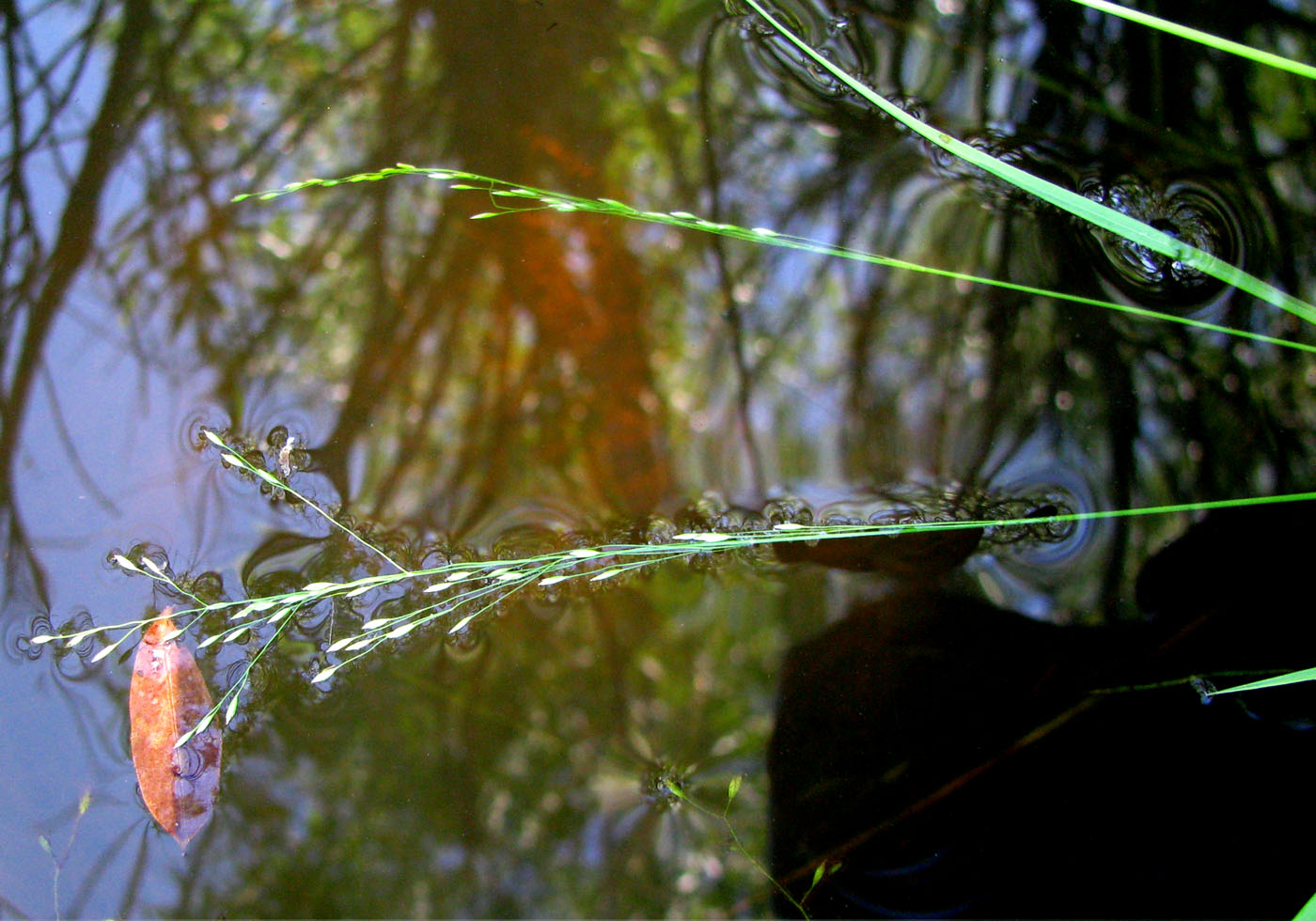 Image of Poa palustris specimen.