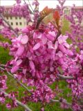 Cercis siliquastrum. Част ветви с соцветиями и распускающимися листьями. Черноморское побережье Кавказа, г. Новороссийск, в культуре. 9 мая 2011 г.