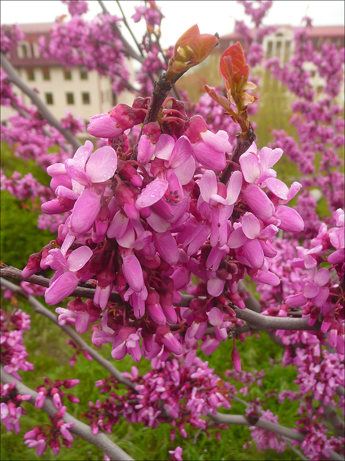 Изображение особи Cercis siliquastrum.