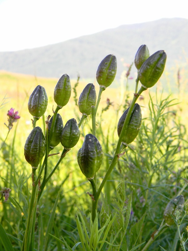 Image of Hemerocallis minor specimen.