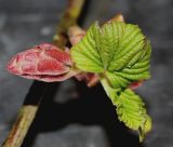 Ribes sanguineum. Нераспустившееся соцветие с молодыми листьями. Германия, Кемпен, в культуре. 09.03.2012.