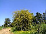 Acacia saligna