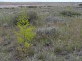 Ferula paniculata