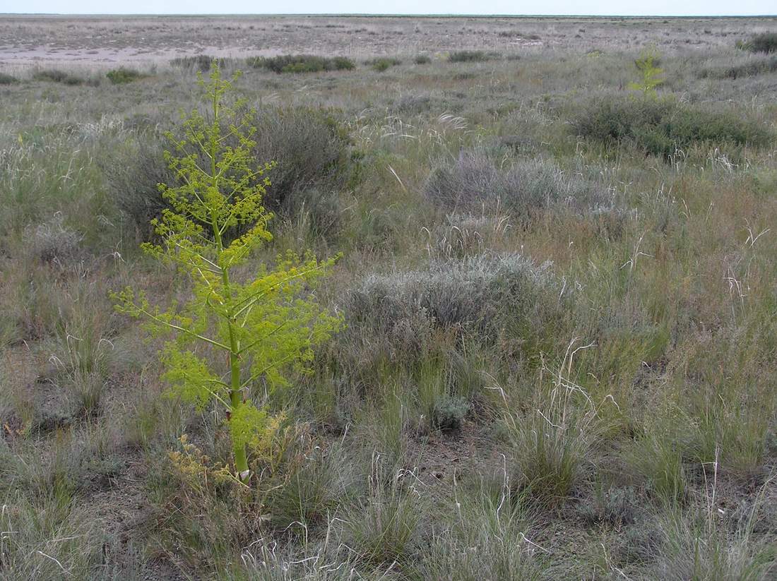 Изображение особи Ferula paniculata.