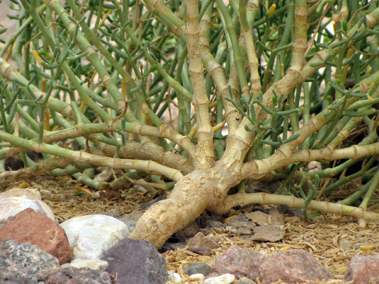 Image of Tetraena coccinea specimen.