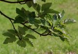 Sorbus intermedia