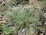 Astragalus subuliformis. Цветущее растение. Крым, окр. Феодосии, Лисья бухта. 8 мая 2012 г.