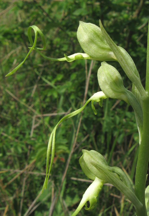 Изображение особи Himantoglossum caprinum.