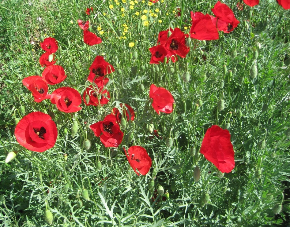 Изображение особи Papaver macrostomum.