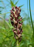 Anacamptis coriophora. Соцветие. Украина, Донецкая обл., Володарский р-н, з-к \"Каменные могилы\". 01.06.2012.